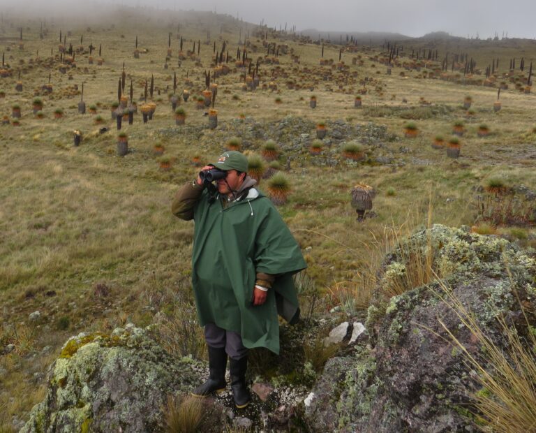 Queen Of The Andes Porini Foundation