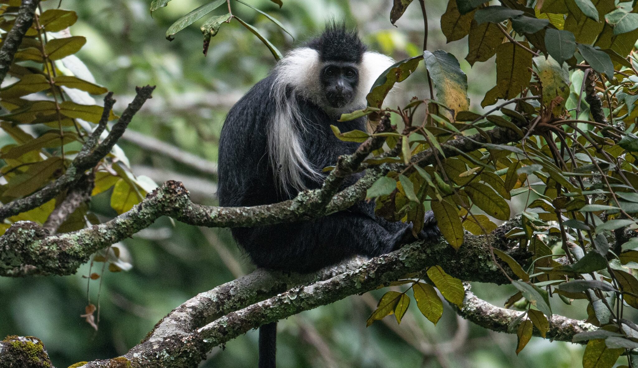 Colobus Monkey  African Wildlife Foundation