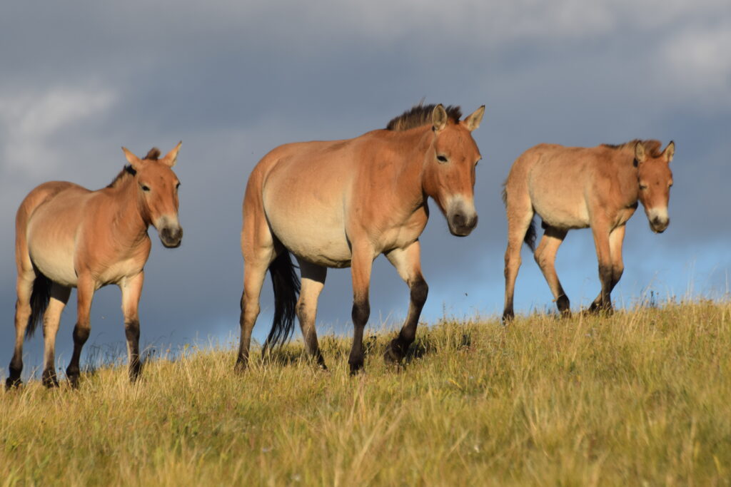 Przewalski's Horse - Porini Foundation